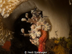 A pair of Harlequin shrimp under an anemone by Heidi Sjølshagen 